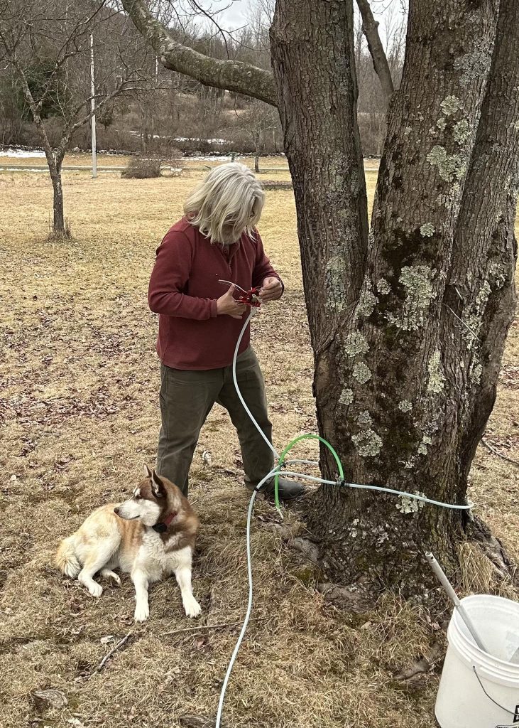 Picture of me tapping trees.